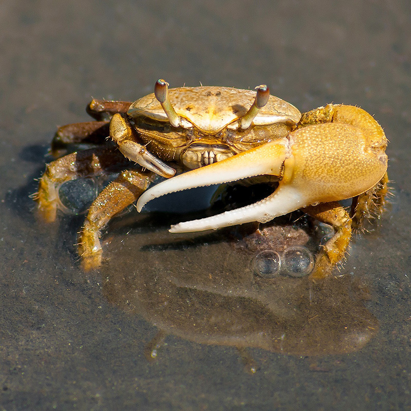 Healing potential of crab shells WELLNESS OPTIONS